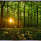 Sacred Morning