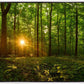 Sacred Morning