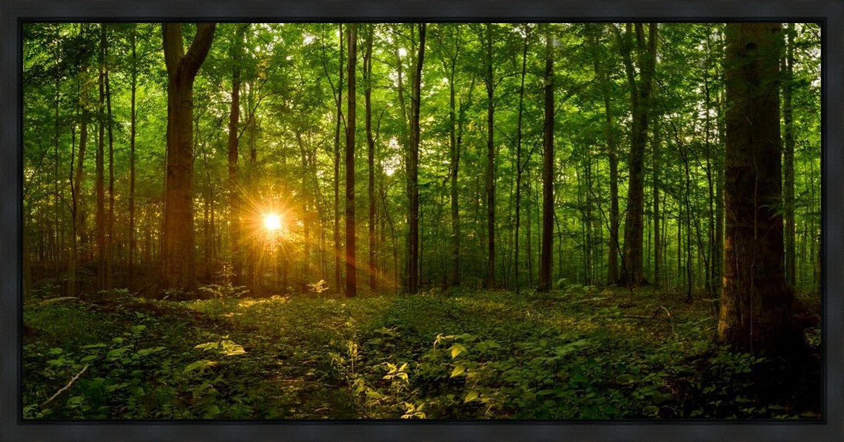 Sacred Morning Gallery Wrap