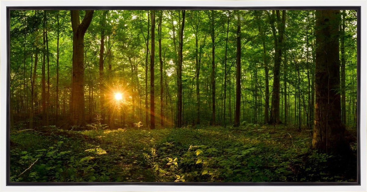 Sacred Morning Gallery Wrap
