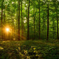 Sacred Morning