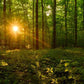 Sacred Morning