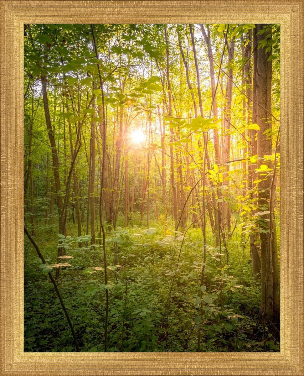 Sweet Hour of Prayer