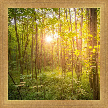 Sweet Hour of Prayer