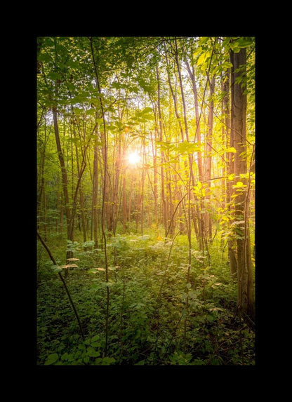 Sweet Hour of Prayer