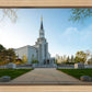 Boston Temple Spring Blossoms