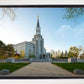 Boston Temple Spring Blossoms