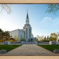 Boston Temple Spring Blossoms