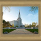Boston Temple Spring Blossoms