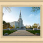 Boston Temple Spring Blossoms