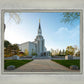 Boston Temple Spring Blossoms