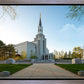 Boston Temple Spring Blossoms