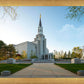 Boston Temple Spring Blossoms
