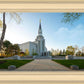 Boston Temple Spring Blossoms