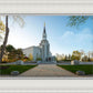 Boston Temple Spring Blossoms