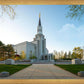 Boston Temple Spring Blossoms