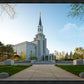 Boston Temple Spring Blossoms