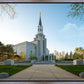 Boston Temple Spring Blossoms