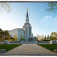 Boston Temple Spring Blossoms
