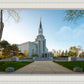Boston Temple Spring Blossoms