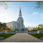 Boston Temple Spring Blossoms