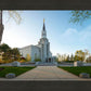 Boston Temple Spring Blossoms