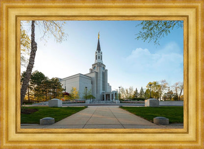 Boston Temple Spring Blossoms