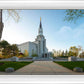 Boston Temple Spring Blossoms