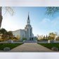 Boston Temple Spring Blossoms