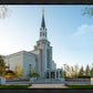 Boston Temple Spring Blossoms