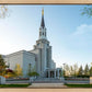 Boston Temple Spring Blossoms