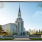 Boston Temple Spring Blossoms