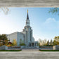 Boston Temple Spring Blossoms