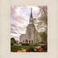 Boston Temple Spring Tulips