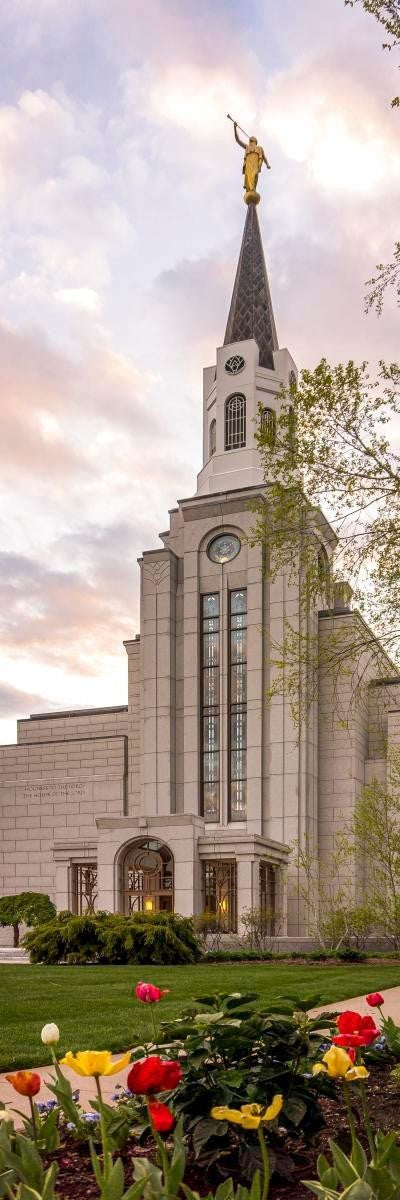 Boston Temple Spring Tulips Gallery Wrap