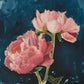 Peony Cheer