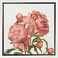Peony Memories