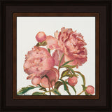 Peony Memories