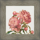 Peony Memories