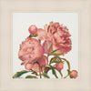 Peony Memories