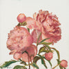 Peony Memories