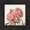 Peony Memories