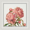 Peony Memories