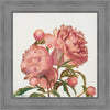 Peony Memories