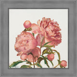 Peony Memories