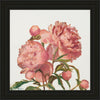 Peony Memories