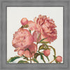 Peony Memories