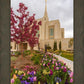 Ogden Tulips