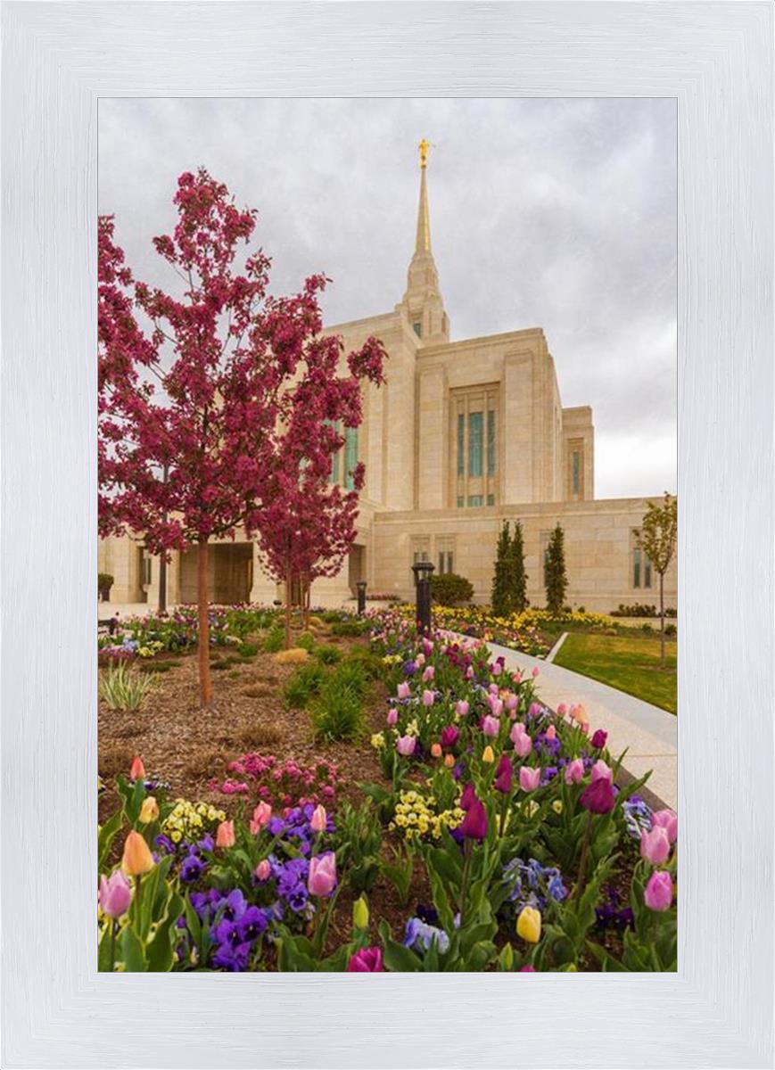 Ogden Tulips