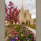 Ogden Tulips